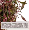 Mutterpflanze Aquariumpflanze Hygrophila 'Siamensis' XL Produktbild-Vorschau 5