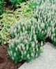 Salvia nemorosa 'Schneehügel', Steppensalbei, weiß, ca. 9x9 Produktbild-Vorschau 11