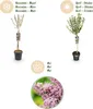 Green boutiQ - Arbre à tige - Syringa meyeri Palibin - Voir les images du produit 12
