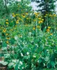 Rudbeckia maxima, Riesen-Sonnenhut, gelb, ca. 9x9 cm Topf Produktbild-Vorschau 2