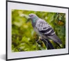 MuchoWow® MuchoWow® Gerahmtes Poster Eine bunte Wildtaube Produktbild-Vorschau 1