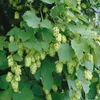 Humulus lupulus, Hopfen, 60–100 cm Produktbild-Vorschau 12