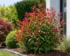 Rote Glanzmispel Red Robin 40–60 cm | Photinia fraseri | Produktbild-Vorschau 3