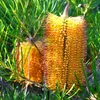 Haarnadel-banksia (Banksia spinulosa) - 5 zaden Productafbeelding-voorbeeld 1