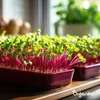 Balenie mikrozeleniny (Babyleaf & Microleaf) – 12 druhov Náhľad obrázku produktu 3