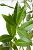 Prunus laurocerasus 'Caucasica', Kirschlorbeer, immergrün, Produktbild-Vorschau 3