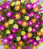 BALDUR Garten 3er Winterharte Eisblumen Summer Mix, Produktbild-Vorschau 5