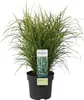 Stachelschweingras Miscanthus sinensis Strictus Ziergras Produktbild-Vorschau 1