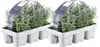 Plants by Frank | 12 Plantes de lavande vraie | Lavandula Voir les images du produit 1