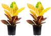 2er-Set Wunderstrauch 'Petra' - Codiaeum Petra - Höhe ca. Produktbild-Vorschau 1