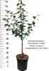 Zwetschenbaum `Tipala´ ® - Robuste, gelbfruchtige Produktbild-Vorschau 3