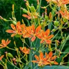Leopardenblume, Cont. 0,5 l Produktbild-Vorschau 7