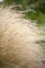 Stipa tenuissima 'Ponytails', Ziergras, ca. 1L Topf Produktbild-Vorschau 2