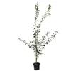 Opal Pflaumenbaum Säule aromatisch süß 80 - 120 cm 7,5 Produktbild-Vorschau 3