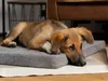 TrendPet VitaMedog orthopädische 5 cm Matratze grau Produktbild-Vorschau 2