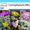SAFLAX Dárková sada - Kvetoucí kameny / Conophytum Mix - Náhled obrázku produktu 10