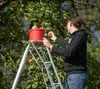 A person is picking apples from a tree using a ladder. Voir les images du produit