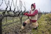FELCO 12 Gartenschere mit Drehgriff für Rechtshänder, Produktbild-Vorschau 11