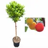 Arbutus unedo – Erdbeerbaum als dekoratives Stämmchen - Produktbild-Vorschau 1