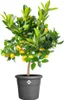 Elho Blumentopf Algarve Cilindro Ø 48 x 40 cm anthrazit Produktbild-Vorschau 2