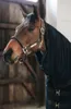 Kentucky Horsewear Abschwitzdecke Towel Rug Schwarz M (bis Produktbild-Vorschau 4
