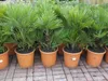 Winterharte Zwergpalme 120 cm Chamaerops humilis Eine der Produktbild-Vorschau 4