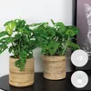 Bloomique - Lot de 2 - Monstera Adansonii - Monkey Leaf - Voir les images du produit 2