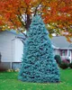 Blaufichte 40-60 cm, im Topf - Picea pungens glauca, Produktbild-Vorschau 14