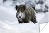 MuchoWow® Poster Wildschwein - Schnee - Tier 90x60 cm - Produktbild-Vorschau 1