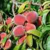 sehr beliebter Pfirsich Red Haven Pfirsichbaum Produktbild-Vorschau 2