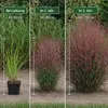 Stauden Gänge 1 x Panicum virgatum 'Squaw' im 1 Liter Topf Produktbild-Vorschau 5