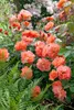 Rosa 'Westerland', róża krzewiasta, pomarańczowo-żółta, Podgląd zdjęcia produktu 3
