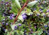 SAFLAX  - Mirto - 30 semi - Con substrato - Myrtus Anteprima dell’immagine prodotto 4