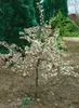Malus 'Tina', Zierapfel, kompakt, 40–60 cm Produktbild-Vorschau 6