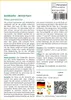SAFLAX - Goldkiefer - Pinus ponderosa - 20 Samen Produktbild-Vorschau 3