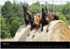 Holländischer Schäferhund (Wandkalender 2026 DIN A4 quer), Produktbild-Vorschau 8