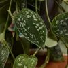 Bloomique - Scindapsus Pictus - Srebrzyk - Roślina Podgląd zdjęcia produktu 5