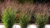 Stauden Gänge 5 x Panicum virgatum 'Cardinal' im 1 Liter Produktbild-Vorschau 2