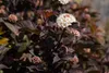 Physocarpus opulifolius 'Diabolo' -R-, Blasenspiere, Produktbild-Vorschau 10