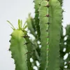 Wilczomlecz wielki - Euphorbia ingens - Wysokość 50-60cm - Podgląd zdjęcia produktu 4