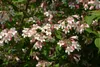 Kolkwitzia amabilis, Kolkwitzie, rosa Blüten, 60–100 cm Produktbild-Vorschau 5