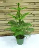 [Palmenlager] Araucaria heterophyla 80-100 cm / Zimmertanne Produktbild-Vorschau 2