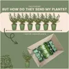 Planten van Frank | Taxushaag | Ilex Crenata 'Jenny' | Productafbeelding-voorbeeld 6