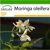 SAFLAX - moringa - Moringa oleifera - 10 Semena - S Náhled obrázku produktu 10