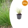 Sesleria autumnalis - 24 rosliny, srednica 9cm, wysokosc 10 Podgląd zdjęcia produktu 4