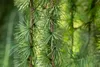 A close-up view of the needles and branches of a Larix kaempferi 'Stiff Weeper' tree. Produktbild-Vorschau
