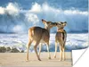 MuchoWow® Poster Hirsche - Meer - Wasser - Sand 80x60 cm - Produktbild-Vorschau 1