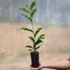 Magnolia Susan 2L Podgląd zdjęcia produktu 6