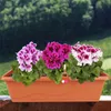 Blumenkasten EXTRA LINE ca. 60cm, terra Produktbild-Vorschau 3