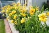 Stauden Gänge 3 x Geum chiloense 'Lady Stratheden / Produktbild-Vorschau 7